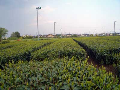 Sayama Tea, Tokorozawa, Japan