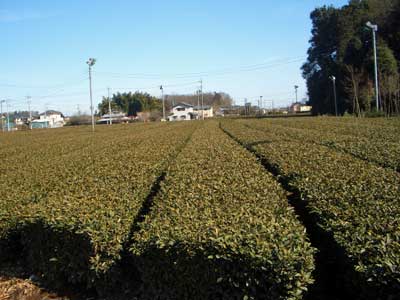 Sayama Tea, Tokorozawa, Japan