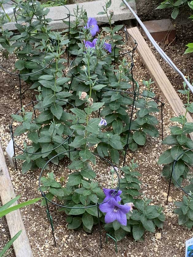 The Japanese bellflower growing in the shrine's grounds.