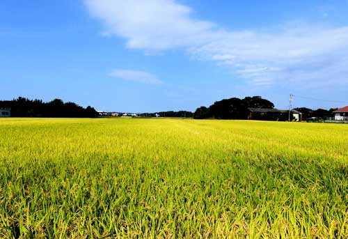 Rice ripening in September in Japan.