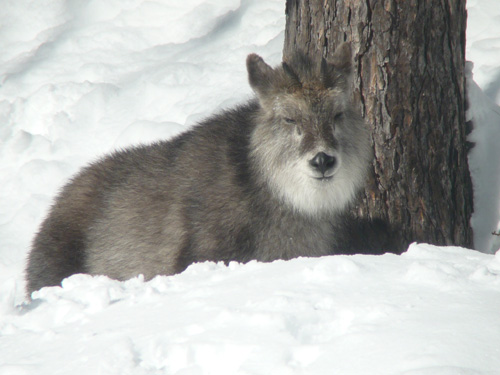 Japanese Serow.