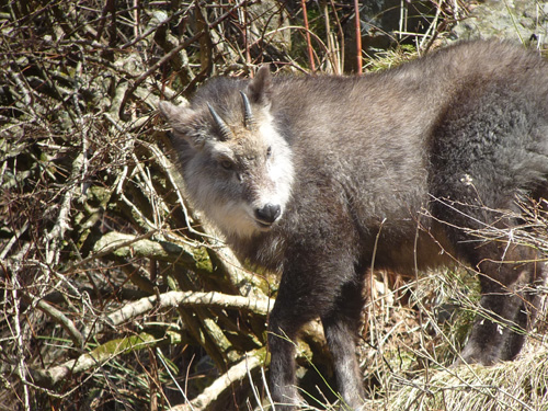 Japanese Serow.