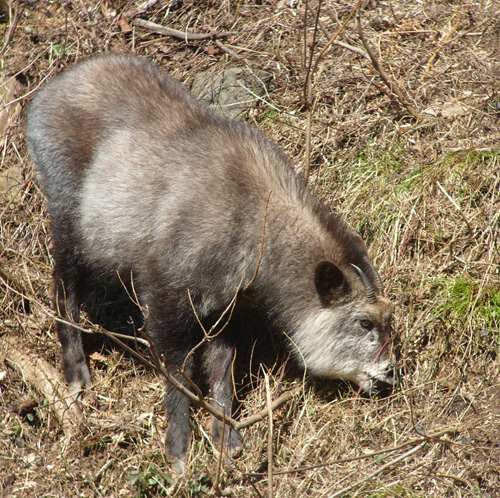 Japanese Serow.