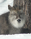 Japan Nature: the Japanese Serow