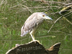 Bird in Shakujii Park, Nerima ward, Tokyo.