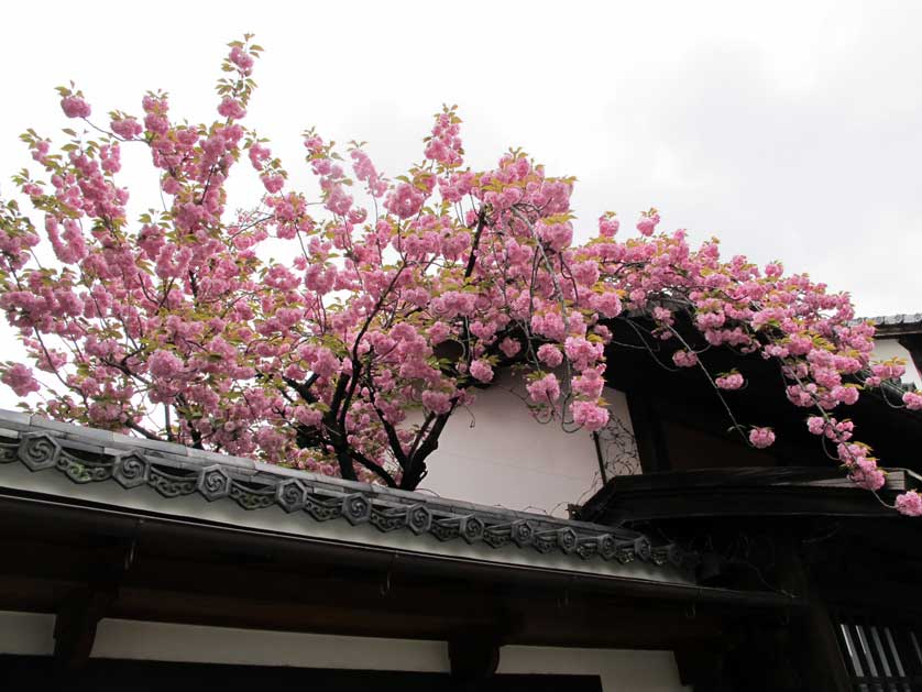 Sakura, Sumiya Motenashi Art Museum, Shimabara former entertainment quarter, Kyoto