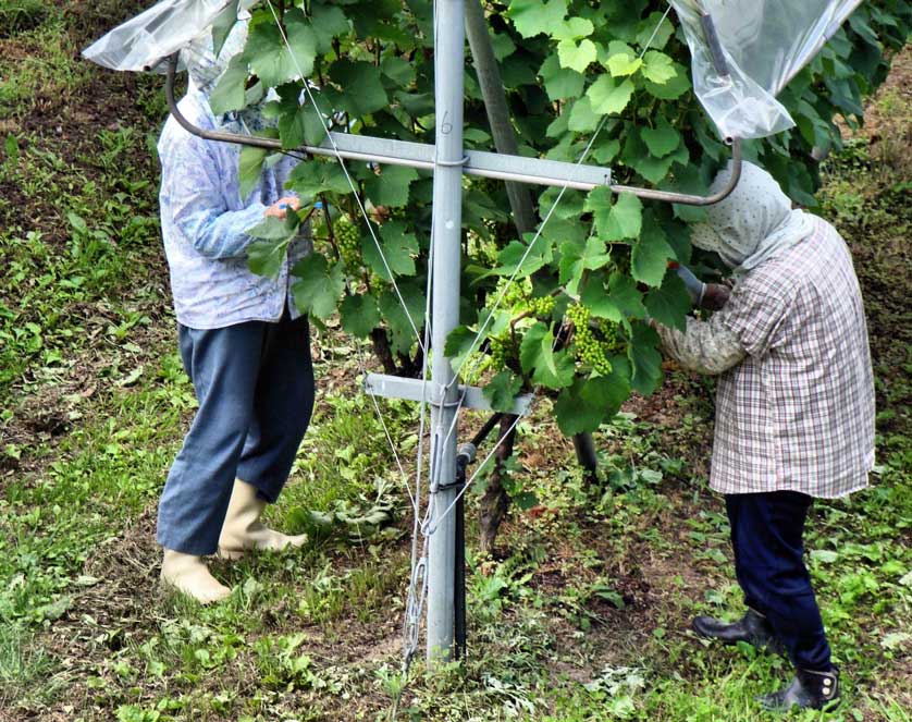 Wine growing in Izumo, Shimane, Japan.