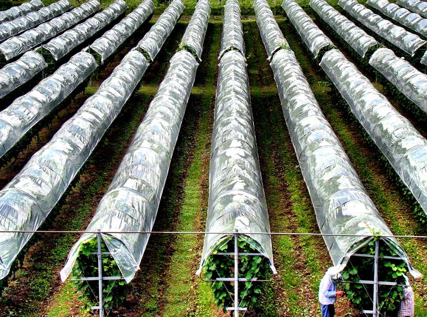 Wine growing in Izumo, Shimane, Japan.