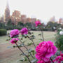 Read more about Shinjuku Gyoen Park, Tokyo.