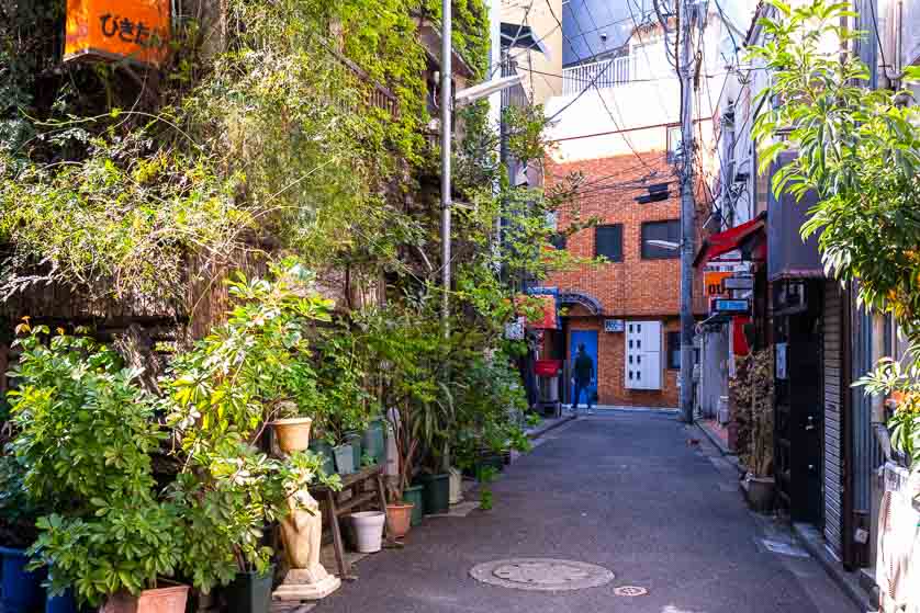 Elegant flora-festooned Bikitan bar at left, with gay bars behind, Shinjuku 2-chome, Tokyo.