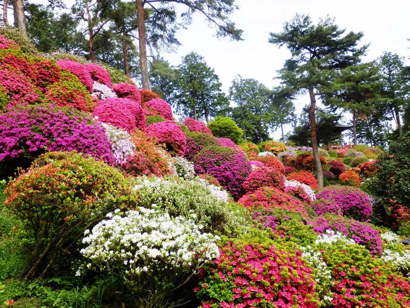 Azalea bushes at Shiofune Kannon Temple, Tokyo.