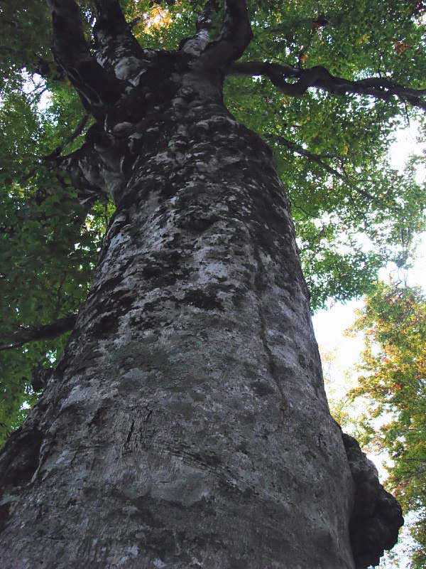 Beech tree in the forest.