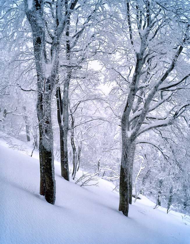 Beech trees in the forest in winter.