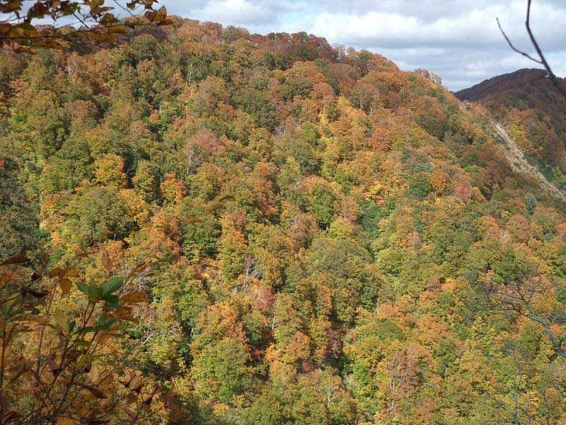 Beech forest in autumn.