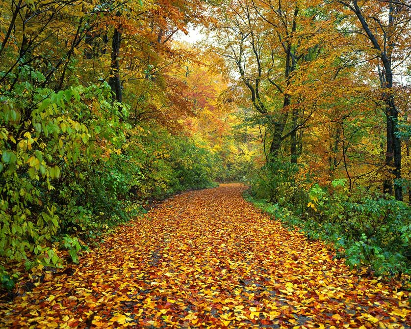Beech forest in autumn.