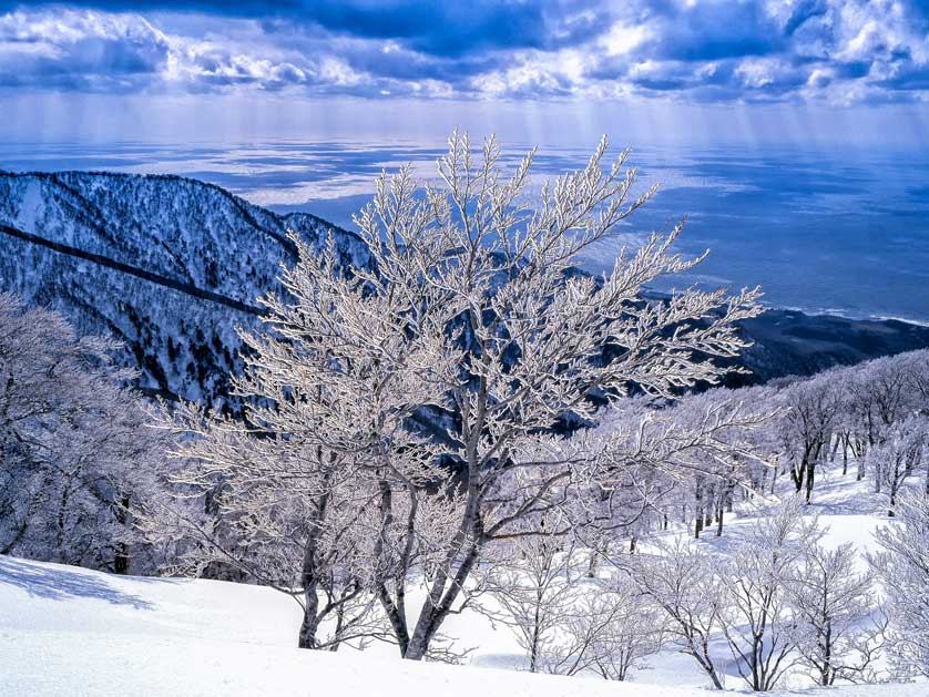 Shirakami-Sanchi forest in winter.