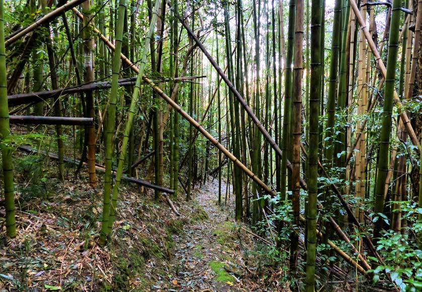 Pilgrimage trail through bamboo forest on the Shodoshima Pilgrimage, Japan.