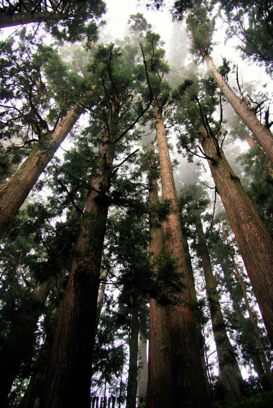 Giant Cedars pierce the clouds around Shosanji Temple.