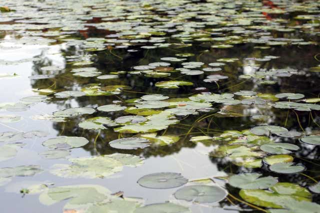 Water lilies, Shoseien Garden, Kyoto.