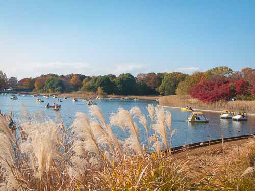 Waterfowl Lake, Showa Kinen Park.