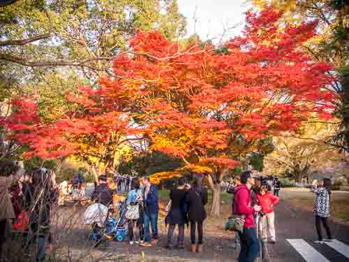 Admiring the fall colors, Showa Kinen Park.