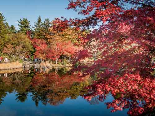 Fall colors in Showa Memorial Park.