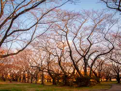 A dramatic wood in Showa Kinen Park.