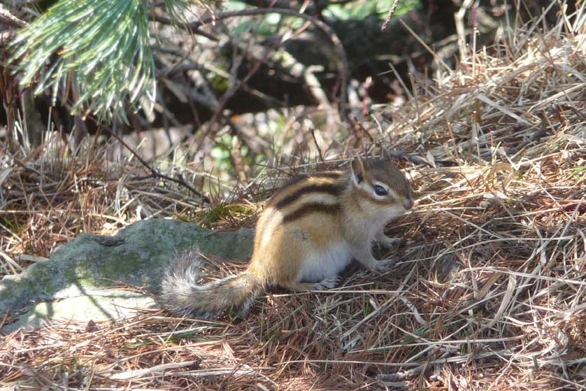 Siberian Chipmunk, pregnant female.