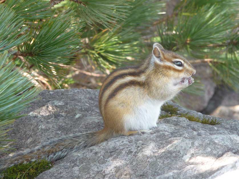 Cute Siberian Chipmunk.