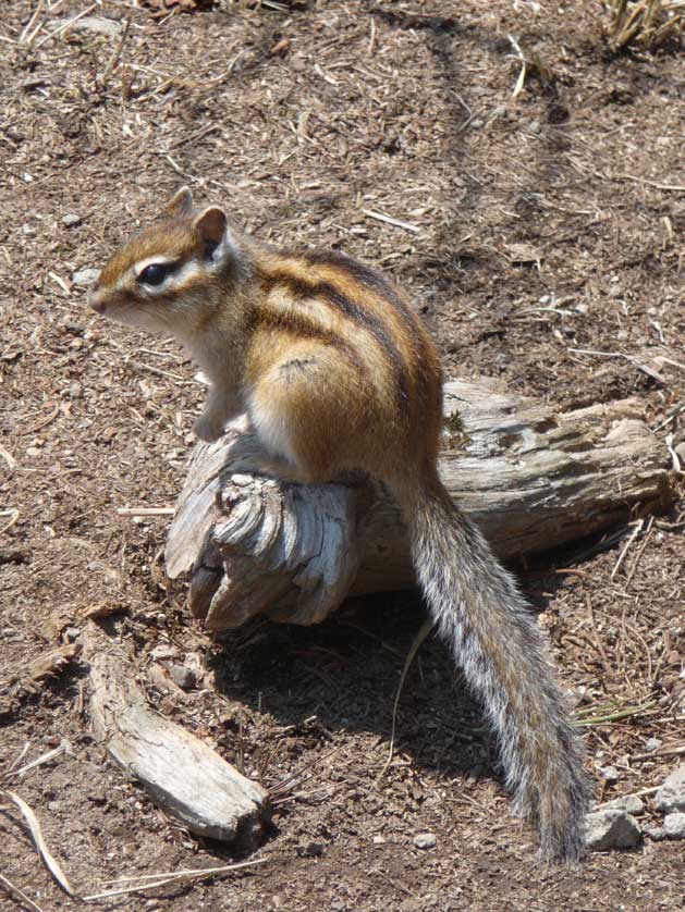 Siberian Chipmunk.