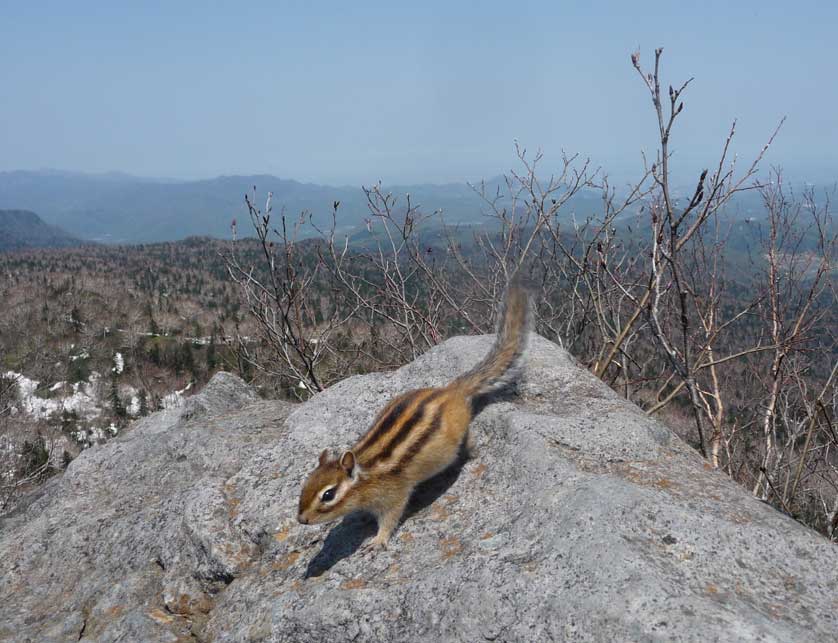 Siberian Chipmunk at Soranuma-dake.