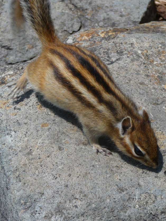 Siberian Chipmunk in Hokkaido.