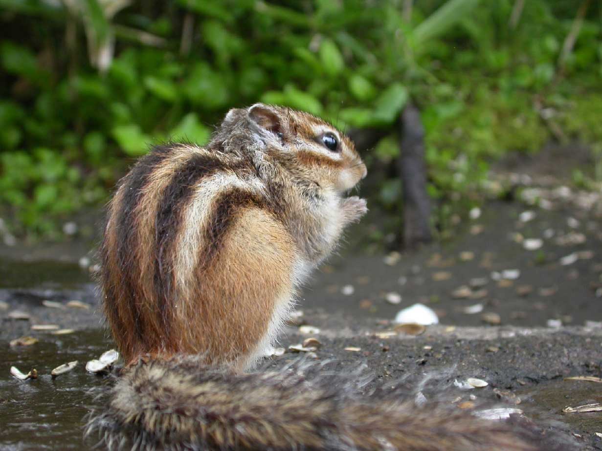 Siberian Chipmunk.