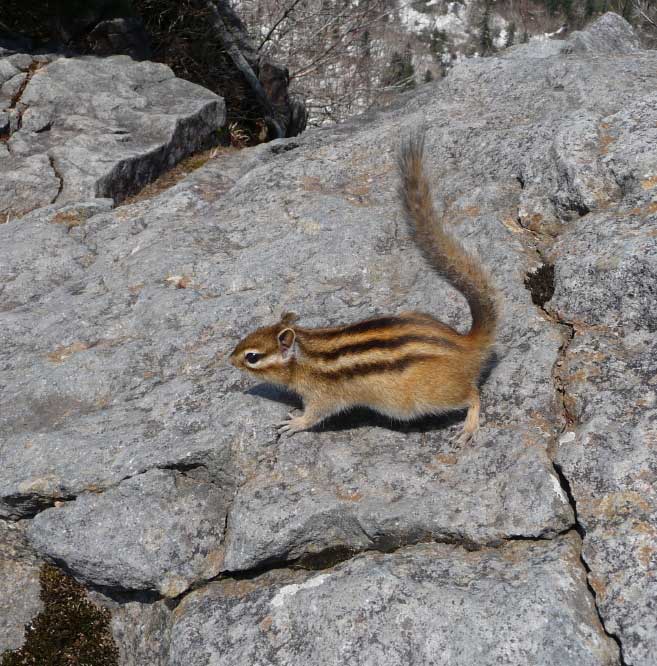 Siberian Chipmunk, Hokkaido.