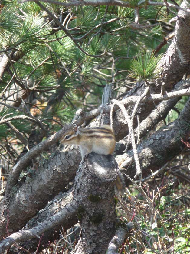 Siberian Chipmunk.