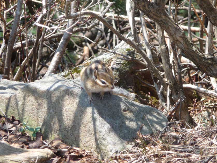 Siberian Chipmunk.