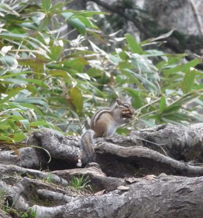 Siberian Chipmunk with leaves.