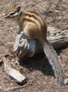 Siberian Chipmunk.