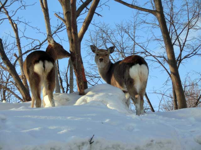 Japanese Deer.