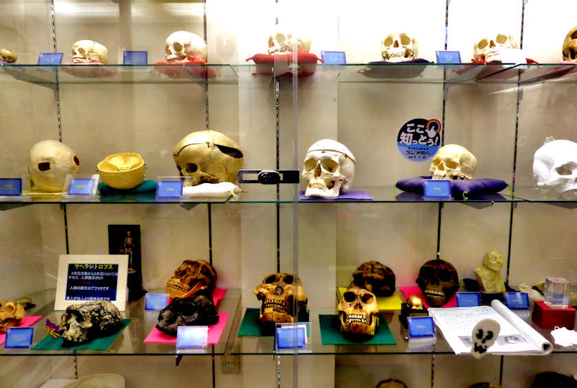 Skull Museum, Amagasaki