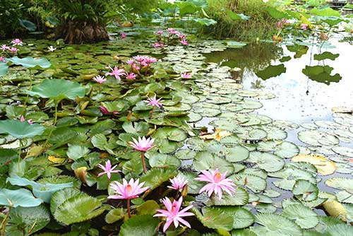 Southeast Botanical Gardens, Okinawa, Japan.