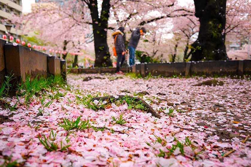Enjoying sakura cherry blossom on a festival day in Japan.