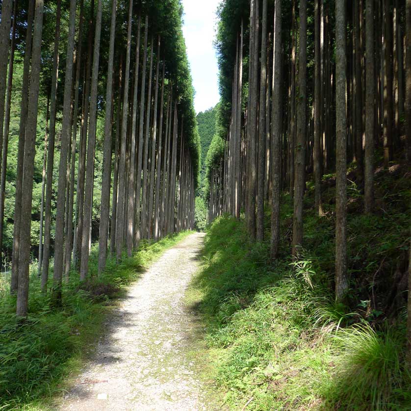 Avenue of cryptomeria trees, Takao, Kyoto, Japan.