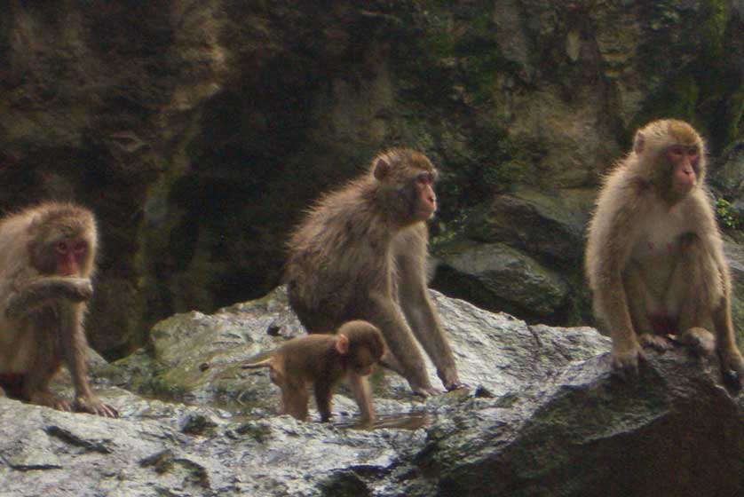 Takasaki Monkey Park, Beppu, Oita Prefecture.