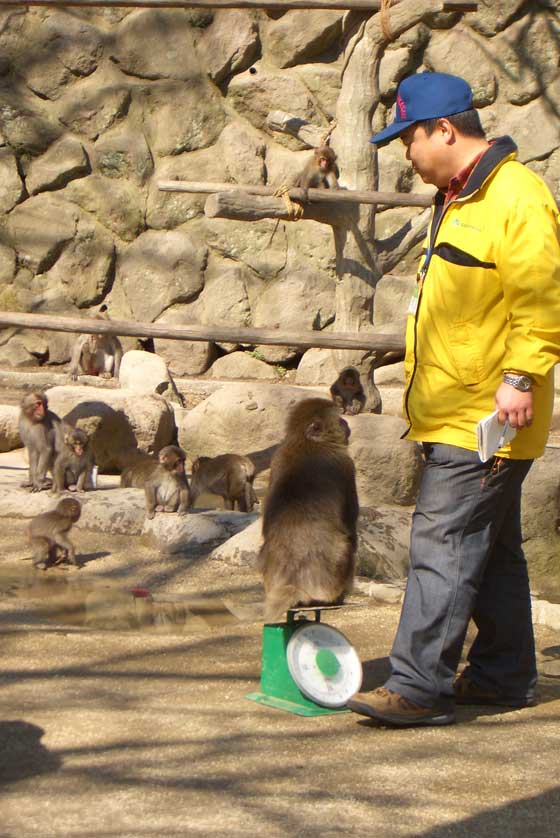 Takasaki Monkey Park, Beppu, Oita Prefecture.