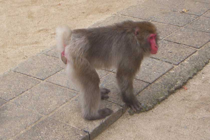 Takasaki Monkey Park, Beppu, Oita Prefecture.