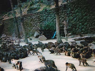 Takasaki Monkey Park, Beppu, Oita Prefecture.