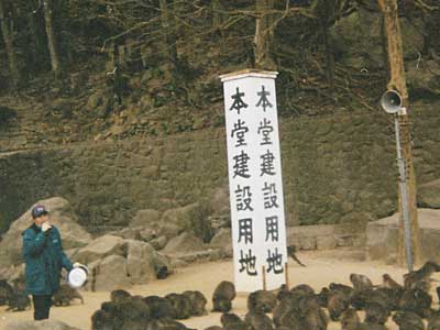 Takasaki Monkey Park, Beppu, Oita Prefecture.