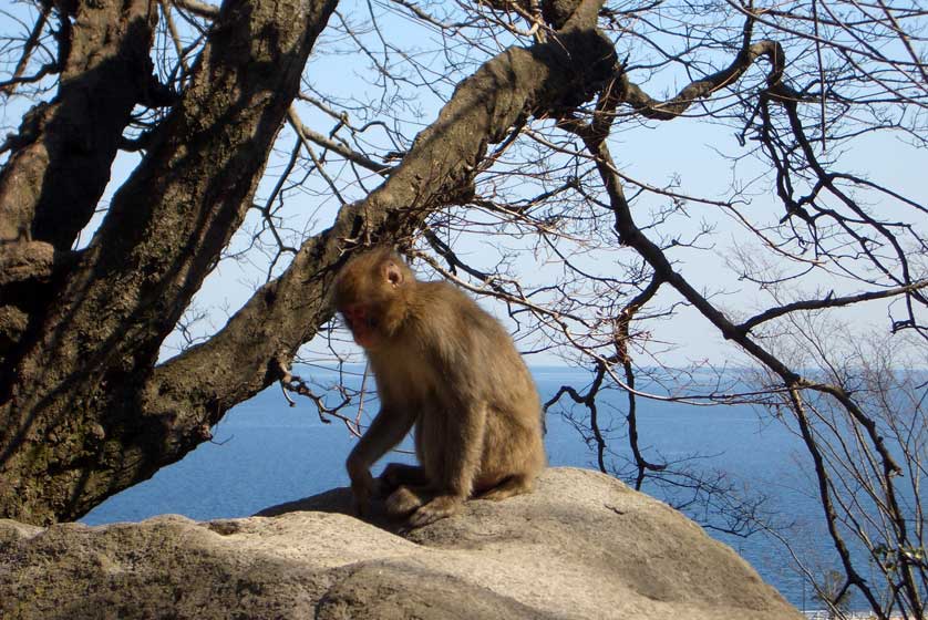 Takasaki Monkey Park, Beppu, Oita Prefecture.