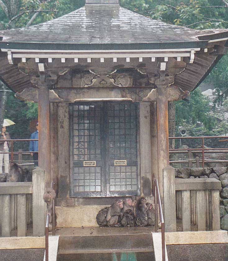 Takasaki Monkey Park, Beppu, Oita Prefecture.